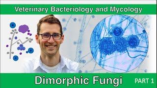 Dimorphic Fungi Part 1  Veterinary Bacteriology and Mycology [upl. by Aeht]