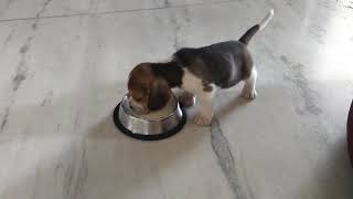 Introducing my Pitbull puppy to raw meat diet [upl. by Nesral467]