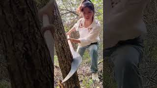 The process of cutting down trees with tungsten steel curved nose knife [upl. by Sudbury799]