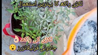 wood ash magical fertilizer for plantsلکڑی کی راکھ کو کیسے استعمال کریں rooftop best viralvideo [upl. by Fransen]