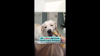 De REDEN dat honden KAUWEN [upl. by Orran]