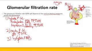 Glomerulus physiology  Renal system  Step 1 Simplified [upl. by Einneg]