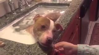 Sweet Rescued Pit Bull Takes Relaxing Bath [upl. by Ennalyrehc173]