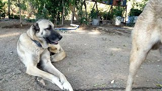 Yeni Köpeğim Çakırın Çocukları Yolda Kangal [upl. by Lenad]