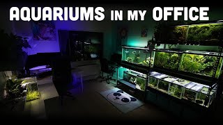 NANO Fish Tank Room Tour 🐟 Betta Fish and Cichlid Fish [upl. by Batory]