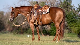 Lot 116 Tuff Peppys Hickory Selling August 3rd in Bowie Texas [upl. by Maher]