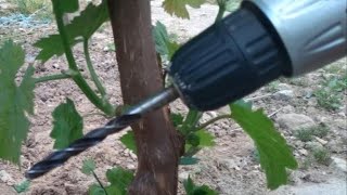 Grafting a vine with a drill in summer [upl. by Anytsirhc]