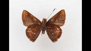 Wahydra graslieae a new species of butterfly named for Emily Graslie [upl. by Sumaes984]