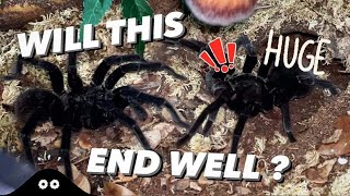 BIGGEST TARANTULAS Ive EVER paired 😱  Very INTERESTING BEHAVIOUR [upl. by Roydd]