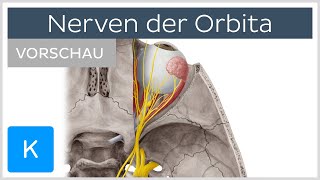 Augenhöhle Nerven der Orbita Vorschau  Kenhub [upl. by Upton]