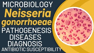 Neisseria gonorrhoeae pathogenesis  Gonorrhoea pathogenesis and microbiology [upl. by Brien]