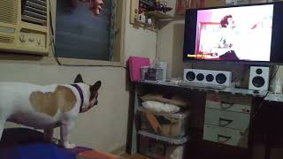 Dog reacts to worst movie scene Karate Girl 1974 [upl. by Ettenauq]