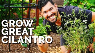 How to Grow CilantroAnd Stop It From BOLTING [upl. by Milson]