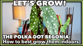 POLKA DOT BEGONIA [upl. by Olfe]