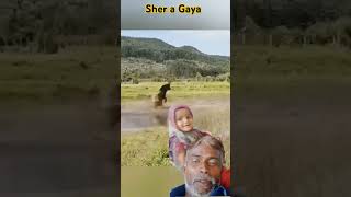 Sher a Gaya animals lion wildlife [upl. by Stanley]