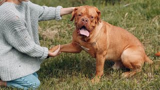 THE DOGUE DE BORDEAUX DOG  Fierce or Friendly [upl. by Vin]