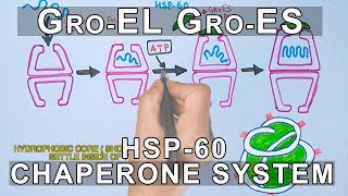 Mechanism of Chaperone Assisted Folding  Gro ELES System [upl. by Sill]