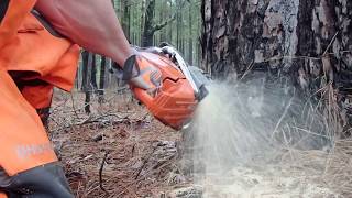 Husqvarna 572xp VS old growth short leaf pines megatrees husqvarna [upl. by Semaj347]