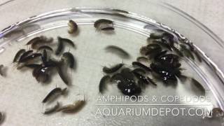 Amphipods amp Copepods for Your Reef Aquarium  Live Food for Marine Fish amp Coral [upl. by Taam595]