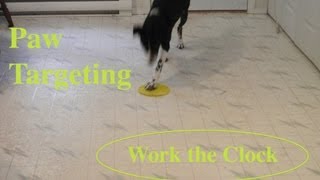 Basic Paw Target with Clicker Training markertraining clickertraining [upl. by Ennaxor]