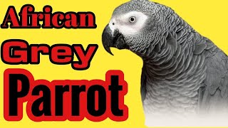 यह तोता 2000 शब्द बोलता है 😱😱😱😱 African Grey Parrot Vlog  Call Now  91 96542 09269 [upl. by Valleau]