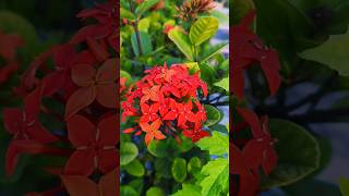 Gardening Tips  ixora coccineagardening plantation gardenixora [upl. by Chuipek]