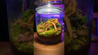 Relaxing Bioactive Terrarium Build terrarium relaxing shorts [upl. by Ellenehc]