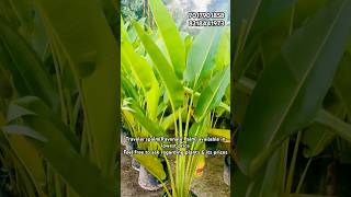 Travelerspalm Ravenala plantcare landscape homedecor trending shorts Gardening bestpalm 🪴 [upl. by Elsey]