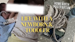 Life with a newborn toddler amp 2 pups  tandem breastfeeding homebirth postpartum [upl. by Parks]