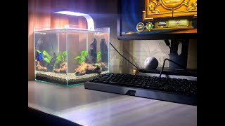 Betta Fish Tank Setup No filter No CO2 No Ferts Aquarium [upl. by Adalai286]