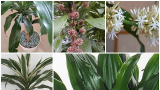 Dracaena Fragrans in door plantcorn plantDracaena compacta plant careMalayalam [upl. by Nagad]