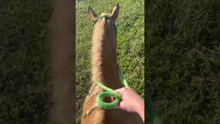 Ever seen a camel up close horses exotic camel horsebackriding riding equestrian [upl. by Ttevy747]