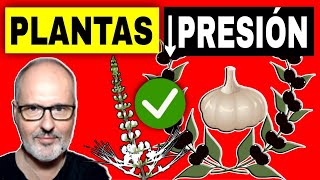 10 PLANTAS para BAJAR la PRESIÓN ALTA de forma NATURAL HIPERTENSIÓN ARTERIAL [upl. by Notgnihsaw]