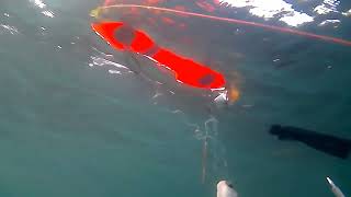 Spearfishing in Black Sea  fish around and alive [upl. by Anirok]