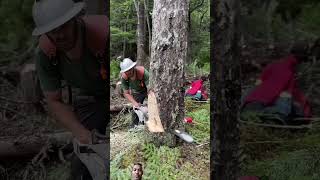 stihl golfwedge chainsaw 60degreewedge husqvarna treedown tree treeflip forest treeworker [upl. by Einaffit453]