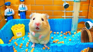 Hamster Escape the Pop It Maze for Pets in Real Life 🐹 Hamster Maze [upl. by Cullin]