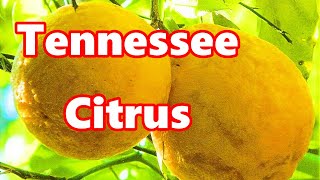 Cold Hardy CITRUMELO Seedling Growing in East Tennessee  TOUGH CITRUS [upl. by Page]