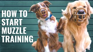 Dog Muzzle Training and Conditioning [upl. by Hands]