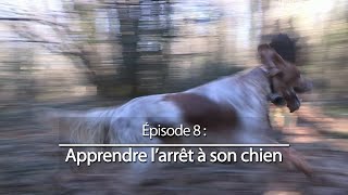 Chiens de chasse 8  Apprendre larrêt à son chien [upl. by Pyotr]