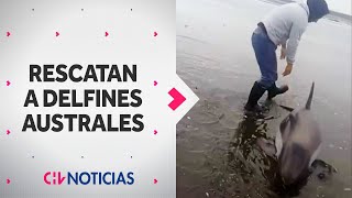 Pescadores rescataron a dos delfines australes varados en playa de Puerto Montt  CHV Noticias [upl. by Mirabelle]