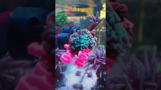 Printed Reef Essentials for an Amazing Reef Tank Setup [upl. by Ynnaj90]