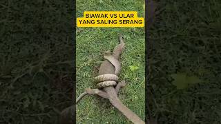 Biawak vs ular biawak ularsawa vidioshortsyoutube fyp [upl. by Audun]