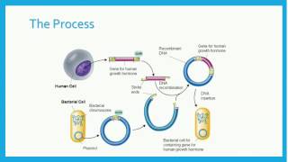 Recombinant DNA [upl. by Narbig]