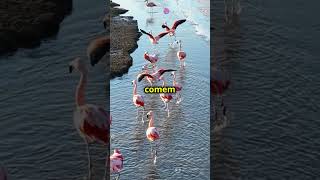 Por que os Flamingos são Rosas Descubra a Curiosidade flamingo shorts curiosidades natureza [upl. by Aneekas]