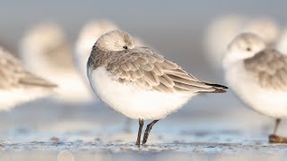 4K 60120FPS  Sandpipers on the beach in The Netherlands [upl. by Yotal225]