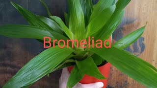 Bromeliads [upl. by Eibbed]