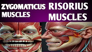 How the Zygomaticus and Risorius Muscles Shape Your Smile [upl. by Shaughn378]