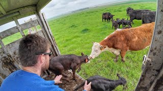 Cows and Calves head to Green Grass [upl. by Caye761]