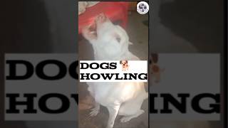 Guaranteed to make your dog howl most watched videos🐕‍🦺Smartdogroxy smartdogroxy doghowling [upl. by Avilys]