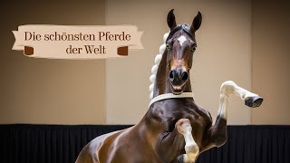 Die schönsten Pferderassen der WeltAnmut und Eleganz auf vier Beinen pferde tiere horse ypp [upl. by Dyl]